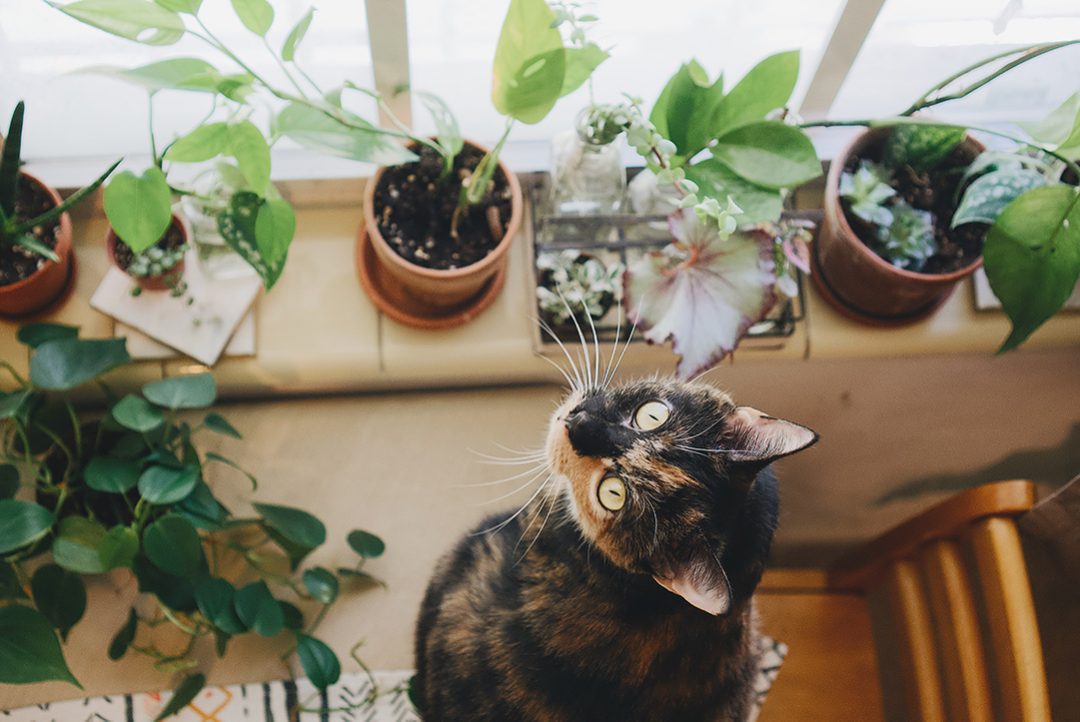 kot i rośliny