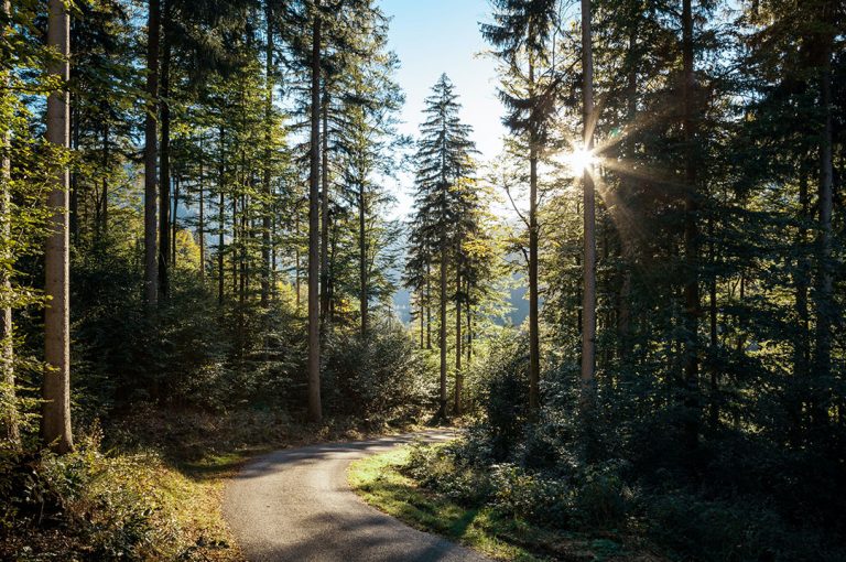 Wycieczka do lasu – jak się przygotować? Jak zachowywać się w lesie?