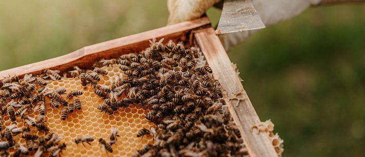 ciekawostki o pszczołach