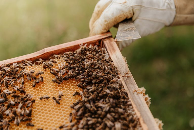 Ciekawostki o pszczołach: ile żyje pszczoła, co jedzą pszczoły i jak sprawdzić, czy miód jest prawdziwy?