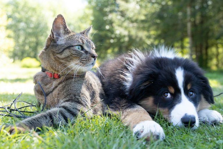 Kastracja a sterylizacja psa i kota – czym się różnią te zabiegi?